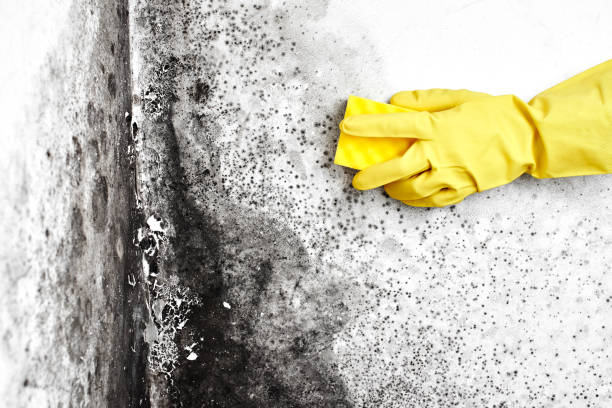 Best Certified Mold Removal  in Broussard, LA
