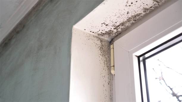 Best Mold Remediation  in Broussard, LA