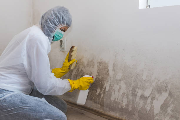 Best Professional Mold Removal  in Broussard, LA