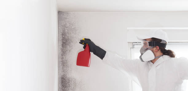 Best Mold Testing  in Broussard, LA