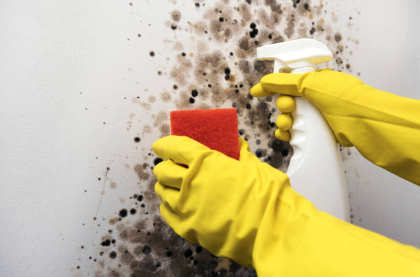 Reliable Broussard, LA Mold Removal Solutions
