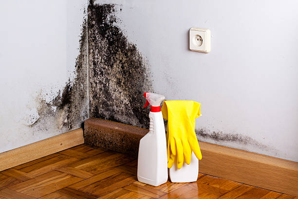 Office Mold Removal Services in Broussard, LA