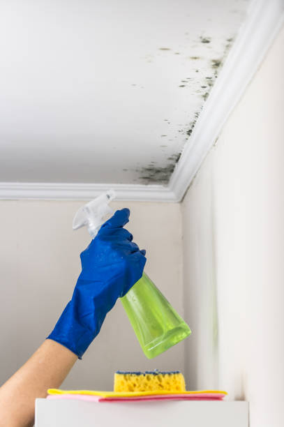 Best Local Mold Removal Service  in Broussard, LA